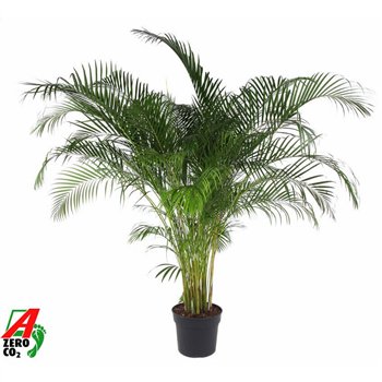 Palma Dypsis lutescens Lutescens(Areca) P4020 pp 220cm 40cm Q2865
