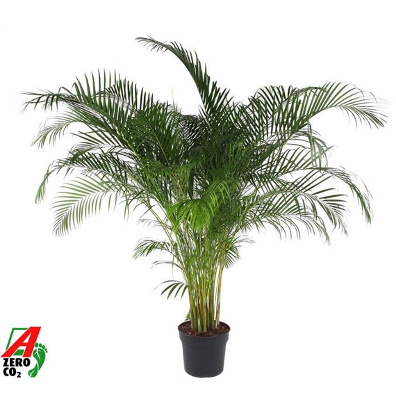 Palma Dypsis lutescens Lutescens(Areca) P4020 pp 220cm 40cm Q2865