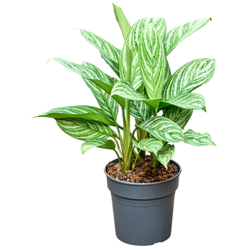 Aglaonema 'Stripes' 4AGSTBU09