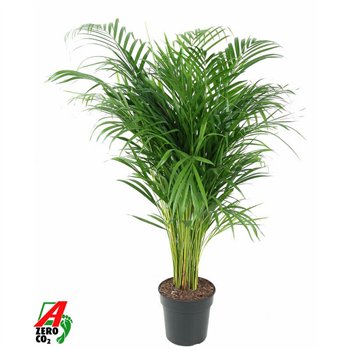 Palma Dypsis lutescens Lutescens(Areca) P21-10015 pp 110cm 21cm Q2869