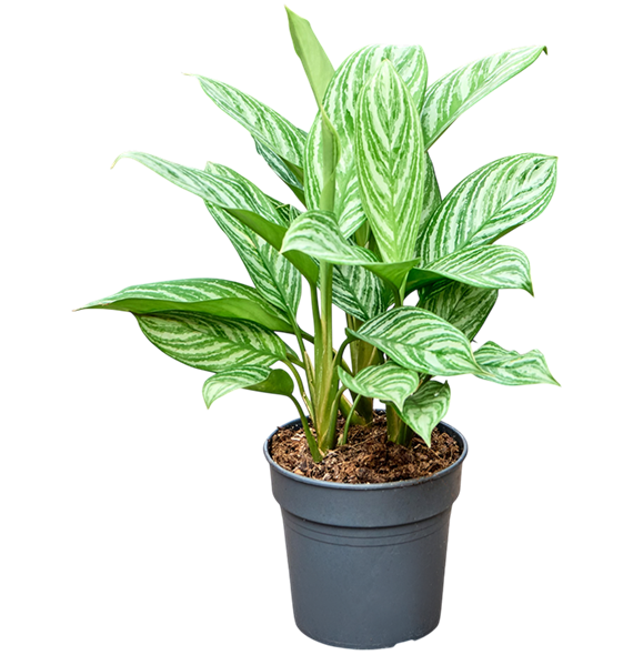 Aglaonema 'Stripes' 4AGSTBU09