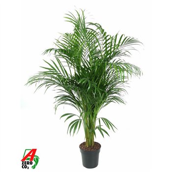Palma Dypsis lutescens Lutescens(Areca) P21-12015 pp 120cm 21cm Q2870