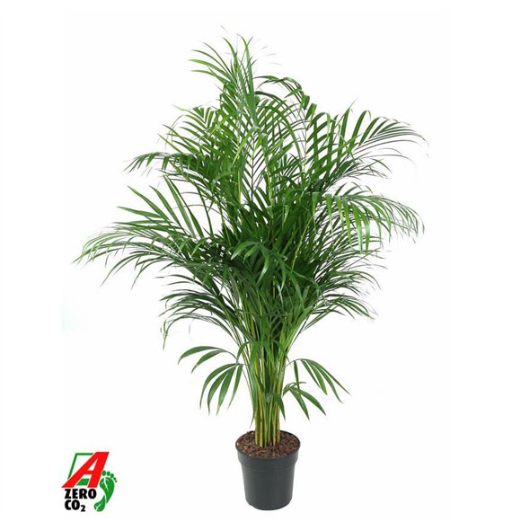 Palma Dypsis lutescens Lutescens(Areca) P21-12015 pp 120cm 21cm Q2870