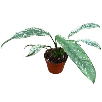 Epipremnum Giganteum Marble Variegata 1 pp 25cm 14cm Q2879