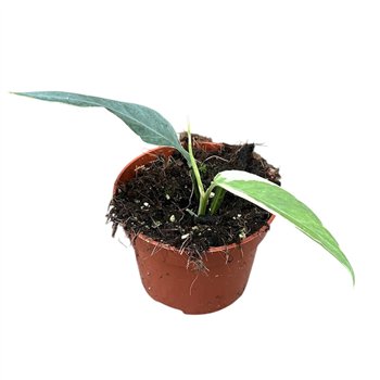 Epipremnum Pinnatum Ghostie 1 pp 15cm 10.5cm Q2881