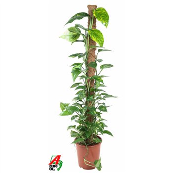 Epipremnum aureum Pinnatum Mosstok P27pp 150cm 27cm Q2885