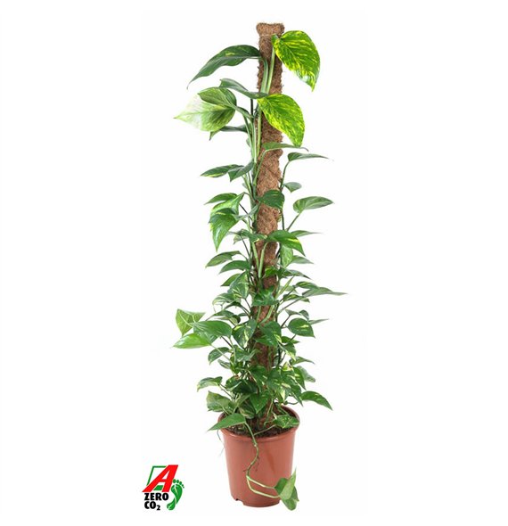 Epipremnum aureum Pinnatum Mosstok P27pp 150cm 27cm Q2885