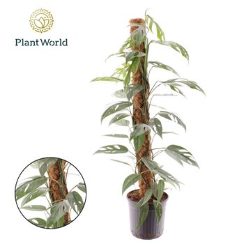 Epipremnum pinnatum cebu blue Cebu Blue mosstok 100 cm 2 pp 100cm 20cm Q2886