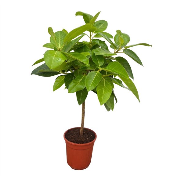 Fikus altissima Altissima 1 pp 100cm 21cm Q2909