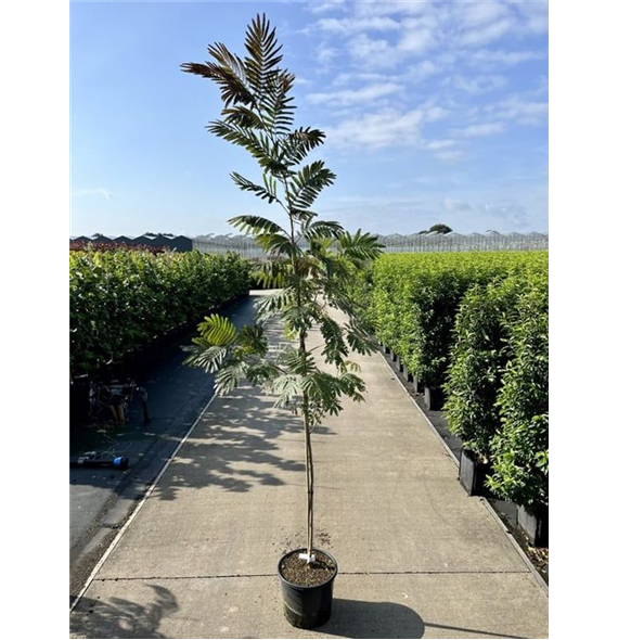 Albizia julibrissin 'Evis Pride' F00006731