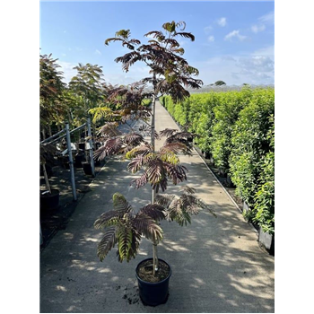 Albizia julibrissin 'Summer Chocolate' F00006732