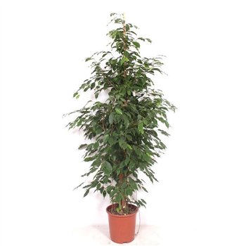 Fikus benjamina exotica Exotica4 pp 190cm 27cm Q2918