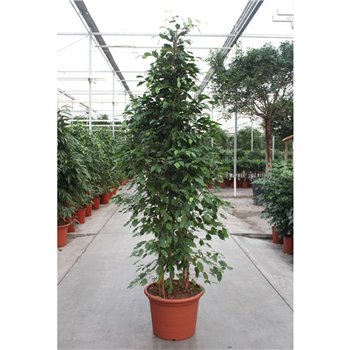 Fikus benjamina exotica Exotica6 pp 270cm 50cm Q2919