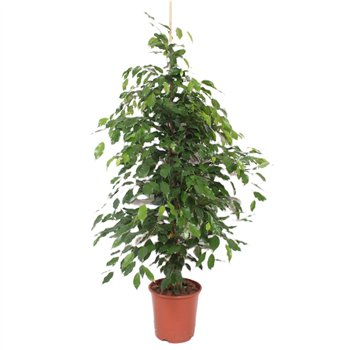 Fikus benjamina exotica Exotica4 pp 140cm 27cm Q2921