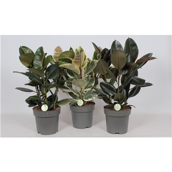 Fikus elastica mix3 pp 90cm 27cm Q2934