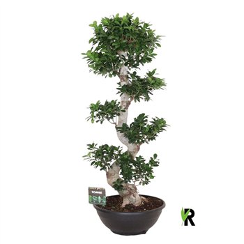Fikus microcarpa ginseng micr  S-type 1 pp 140cm 50cm Q2935
