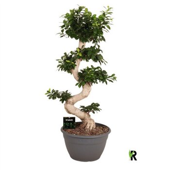Fikus microcarpa ginseng micr  S-type 1 pp 110cm 35cm Q2936