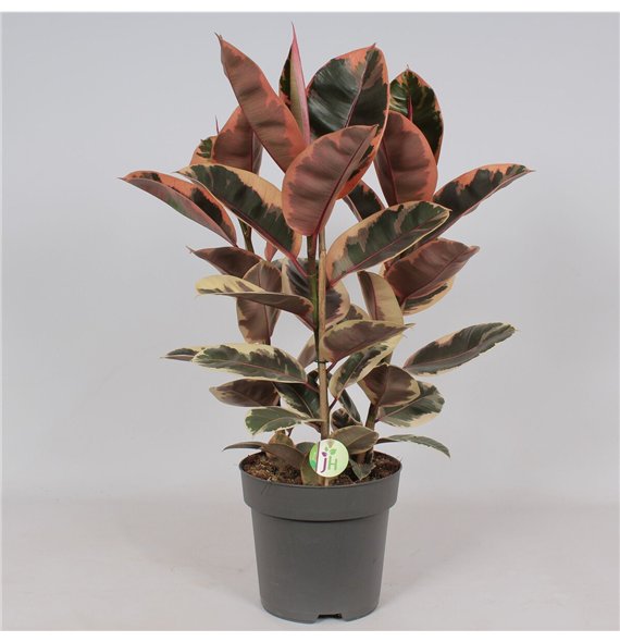 Fikus elastica belize Belize3 pp 90cm 27cm Q2937