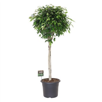 Fikus benjamina danielle benj  Danielle on stem 1 pp 170cm 40cm Q2938