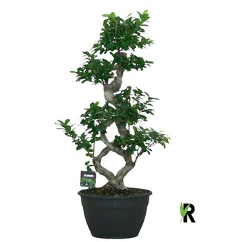 Fikus microcarpa ginseng micr  8-type 1 pp 95cm 30cm Q2939