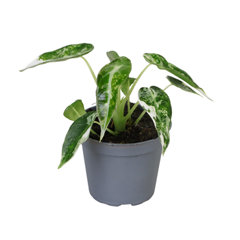 Alokazija Green Bambino Variegated F00000870