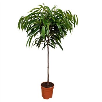 Fikus binnendijkii alii Alii - 130cm 1 pp 130cm 22cm Q2940