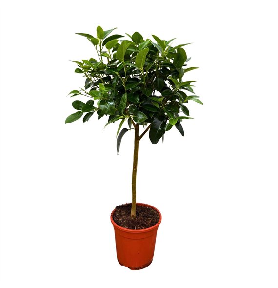 Fikus australis Australis - 100cm 1 pp 100cm 21cm Q2942