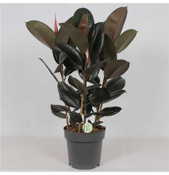 Fikus elstica abidjan Abidjan3 pp 90cm 27cm Q2945
