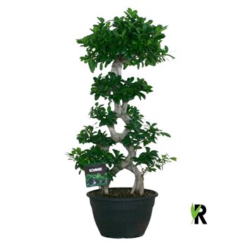 Fikus microcarpa ginseng micr  8-type 1 pp 115cm 35cm Q2949