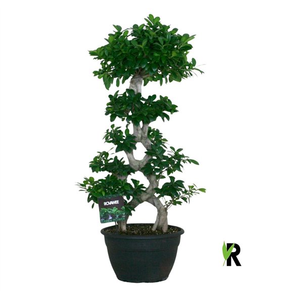 Fikus microcarpa ginseng micr  8-type 1 pp 115cm 35cm Q2949