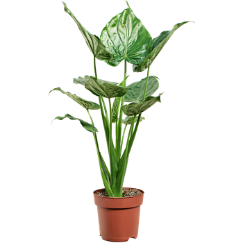 Alokazija cucullata 4ALCUBU24