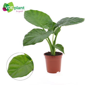 Alokazija macrorrhizos F00001618
