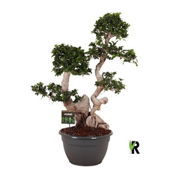 Fikus microcarpa ginseng micr  Dragon root branched 1 pp 135cm 40cm Q2959