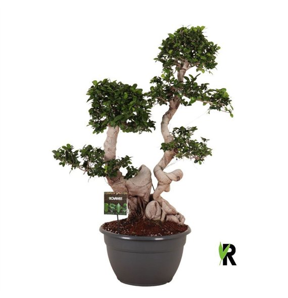 Fikus microcarpa ginseng micr  Dragon root branched 1 pp 135cm 40cm Q2959