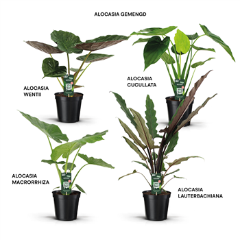 Alokazija mix F00004720