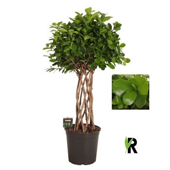 Fikus microcarpa moclame micr  Moclame braided cilinder 8 pp 110cm 27cm Q2962