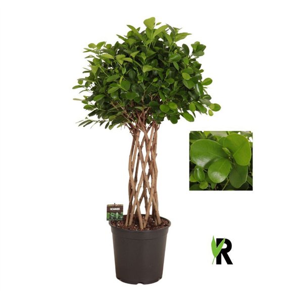 Fikus microcarpa moclame micr  Moclame braided cilinder 8 pp 110cm 27cm Q2962