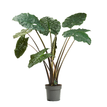 Alokazija sarawakensis 'Yucatan Princess' F00004499