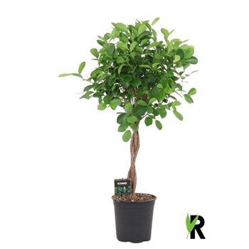 Fikus microcarpa moclame micr  Moclame braided stem 4 pp 90cm 21cm Q2963