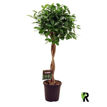 Fikus microcarpa moclame micr  Moclame braided stem 4 pp 110cm 23cm Q2965