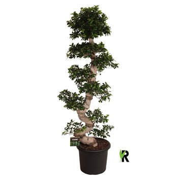 Fikus microcarpa ginseng micr  S-type in kunststof sierpot 1 pp 200cm 45cm Q2966