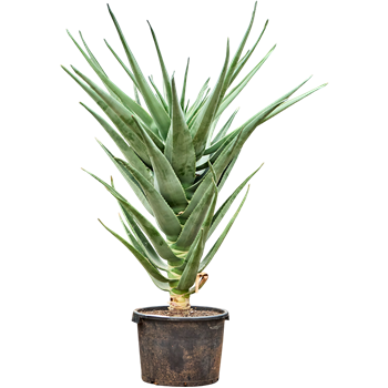 Aloe 'Hercules' 5ALHEKK01