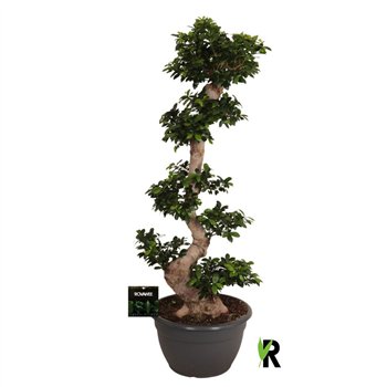 Fikus microcarpa ginseng micr  S-type in kunststof sierpot 1 pp 160cm 45cm Q2968