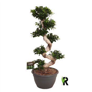 Fikus microcarpa ginseng micr  S-type in kunststof sierpot 1 pp 140cm 40cm Q2969
