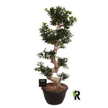 Fikus microcarpa ginseng micr  S-type in kunststof sierpot 1 pp 150cm 40cm Q2970