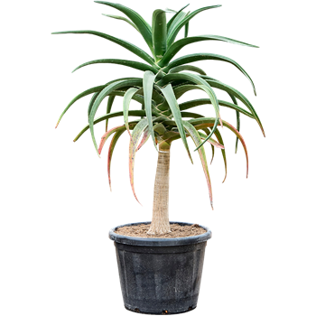 Aloe bainesii (barberae) 5ALBARS51