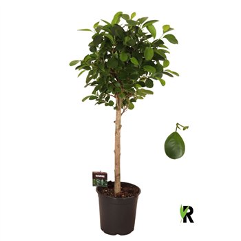 Fikus microcarpa moclame micr  Moclame bulb on stem 1 pp 90cm 21cm Q2974