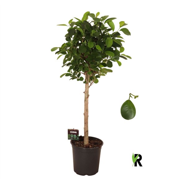 Fikus microcarpa moclame micr  Moclame bulb on stem 1 pp 90cm 21cm Q2974
