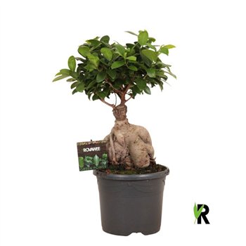 Fikus microcarpa ginseng micr  Ginseng in kunststof pot 1 pp 45cm 19cm Q2975