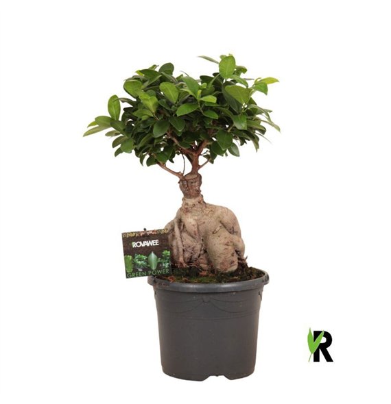 Fikus microcarpa ginseng micr  Ginseng in kunststof pot 1 pp 45cm 19cm Q2975